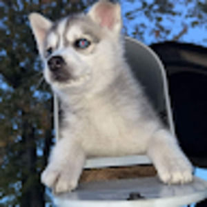 Meet your Posher, Jesse